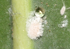 Pseudococcus