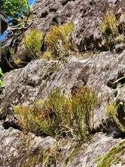 Psilotum nudum