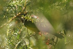 Acanthorhynchus tenuirostris