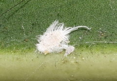 Pseudococcus