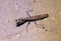 Statilia maculata