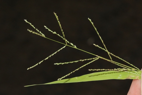 Leptochloa panicea (Retz.) Ohwi