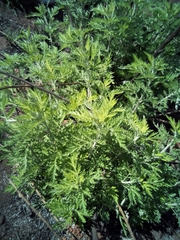 Artemisia afra