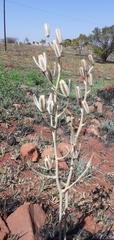 Albuca glauca