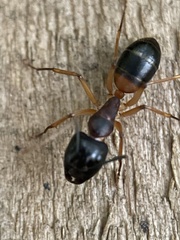 Camponotus consobrinus
