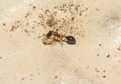 Monomorium floricola