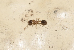Monomorium floricola
