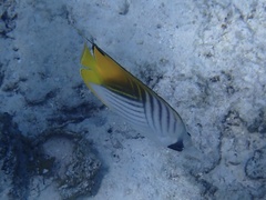 Chaetodon auriga