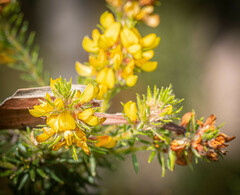 Phyllota phylicoides