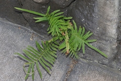 Pteris vittata