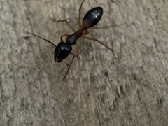 Camponotus consobrinus