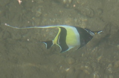 Zanclus cornutus