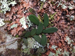 Dendrobium linguiforme