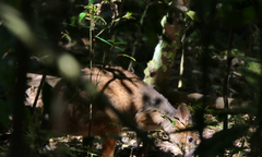 Thylogale stigmatica