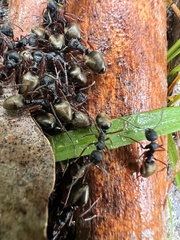 Dolichoderus doriae