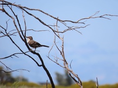 Pomatostomus ruficeps