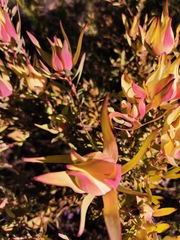 Leucadendron salignum
