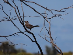 Pomatostomus ruficeps