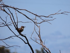 Pomatostomus ruficeps