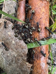 Dolichoderus doriae