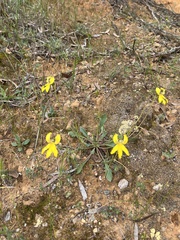 Goodenia arguta