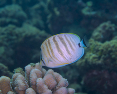 Chaetodon multicinctus