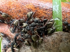 Dolichoderus doriae