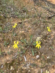 Goodenia arguta