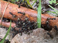 Dolichoderus doriae