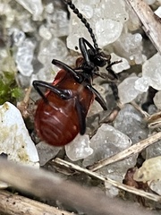 Lemodes coccinea
