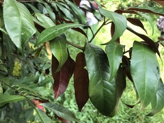 Excoecaria cochinchinensis