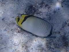 Chaetodon vagabundus