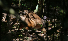 Thylogale stigmatica