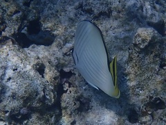 Chaetodon vagabundus