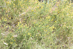 Phyllota phylicoides