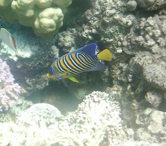 Pygoplites diacanthus