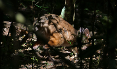 Thylogale stigmatica