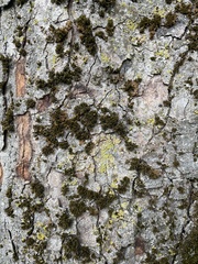 Orthotrichum diaphanum