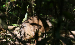 Thylogale stigmatica