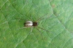 Microlinyphia pusilla