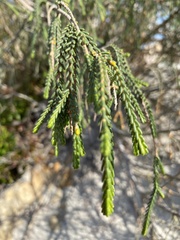 Passerina