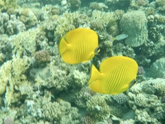 Chaetodon semilarvatus