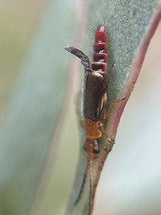 Carphurus