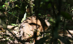 Thylogale stigmatica