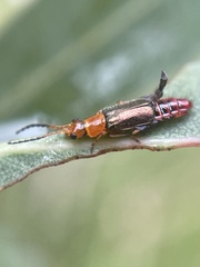 Carphurus