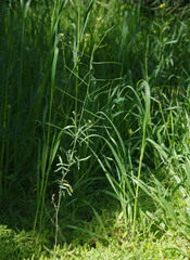Sisymbrium orientale