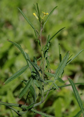 Sisymbrium orientale