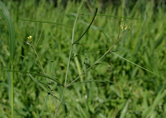 Sisymbrium orientale