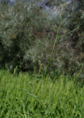 Sisymbrium orientale