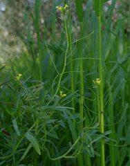Sisymbrium orientale